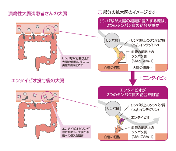 エンタイビオはどのように働くの？