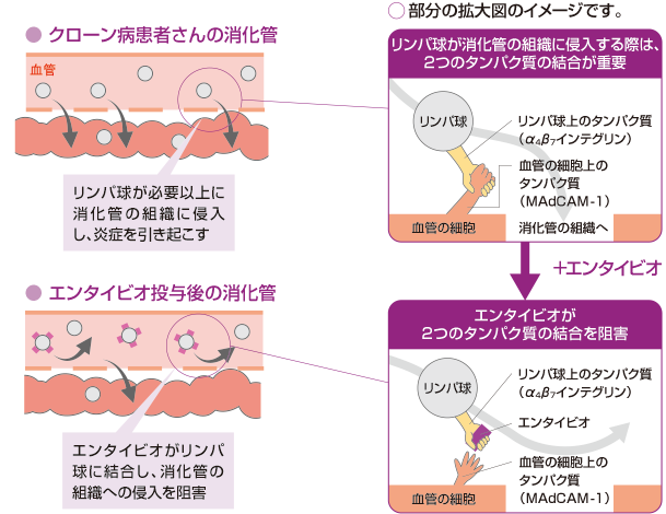 エンタイビオはどのように働くの？