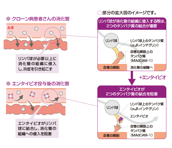エンタイビオはどのように働くの？